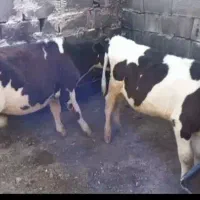 دو راس گوساله  نر وماده قطع شیرخوراک خور