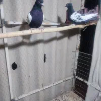 کفتر|پرنده|بروجرد, |دیوار