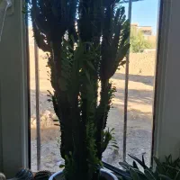 گلهای آپارتمانی