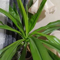 گل ذرتی بسیار شاداب|گل و گیاه طبیعی|مرودشت, مسکن مهرگان|دیوار