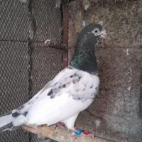 کبوتر پروازی