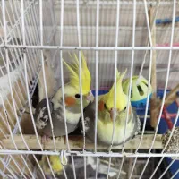 عروس هلندی نر و ماده|پرنده|سنگر, |دیوار