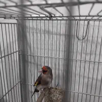 سهره انتیک|پرنده|ری, امین آباد|دیوار