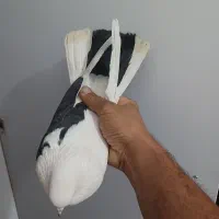 کفتر