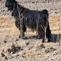 دوبر.چپش. پازن|حیوانات مزرعه|گندمان, |دیوار