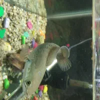 ماهی بلک گلکسی چانا