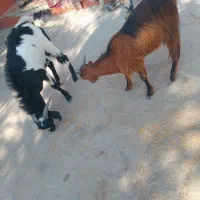 کهره|حیوانات مزرعه|اهرم, |دیوار