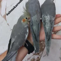 عروس هلندی( سالن ) فول اهلی|پرنده|خوی, |دیوار