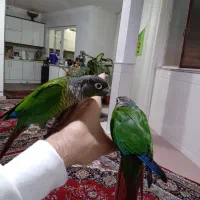 گرینچیک مولد . عروس ماده البینو|پرنده|قم, شهرک امام حسین|دیوار