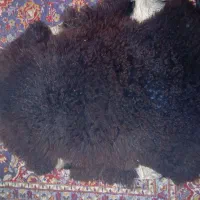 پوست|پادری|آق قلا, |دیوار