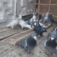 کفتر زمند|پرنده|هلالی, |دیوار