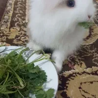 واگذاری خرگوش ریگان