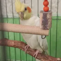 عروس هلندی نر جوان