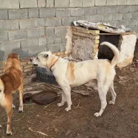 سگ سراب|سگ|سجاس رود, |دیوار