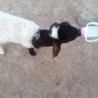 یک عدد بره ماده|حیوانات مزرعه|دهلران, |دیوار