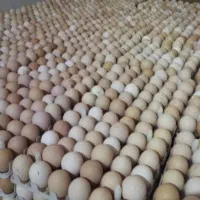 تخم مرغ محلی