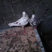 پنج عدد کبوتر آس