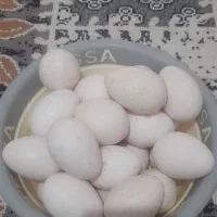 فروش تخم بوقلمون بدون نطفه