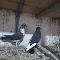 کبوتر پرشی|پرنده|رودسر, |دیوار