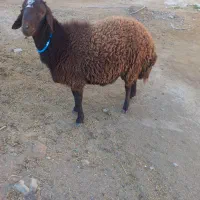 ۱ عدد بره نر افشاری چاق و ۱ بزغاله نر