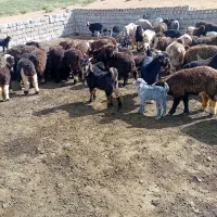 بیگ تخمی|حیوانات مزرعه|بلداجی, |دیوار