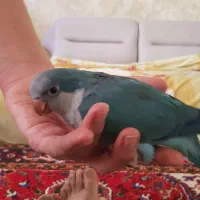 جوجه طوطی راهب