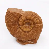 فسیل آمونیت بی نظیر با قدمت بیش از 200میلیون سال