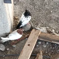 کبوتر|پرنده|تبریز, |دیوار