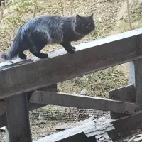 گربه چامتین ایتالیایی