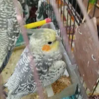 عروس هلندی دستی و رام با قیمتی بسیارمناسب|پرنده|کنگاور, |دیوار