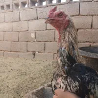 خروس لاری|حیوانات مزرعه|نیشابور, خط کاشمر|دیوار