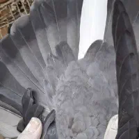 کبوتر لوت|پرنده|کارون, |دیوار