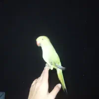 طوطی ملنگو دستی