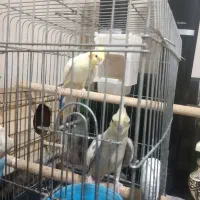عروس هلندی جفت
