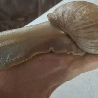 واگذاری حلزون بزرگ و مولد