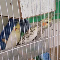 عروس هلندی نر و ماده|پرنده|شاندیز, |دیوار