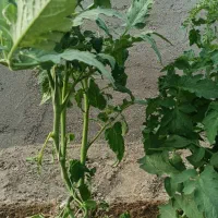 کارگر برای گلخانه