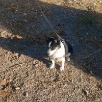 سگ پاکوتاه خوشگل وزیبا|سگ|اراک, |دیوار