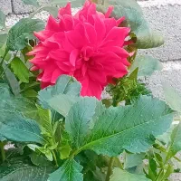 گل فروشی کوکب