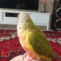 طوطی گرنجی شناسنامه دار کاملا اهلی