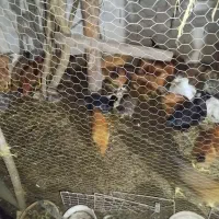 مرغ و خروس نیمچه 5ماه گلپایگانی|حیوانات مزرعه|لنگرود, |دیوار