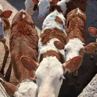 گوساله سمینتال