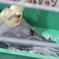 فروش ماده