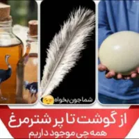 جوجه شترمرغ تخم خوراکی روغن گوشت بوقلمون قلم|حیوانات مزرعه|یاسوج, |دیوار