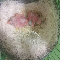 قناری با جوجه|پرنده|همدان, |دیوار