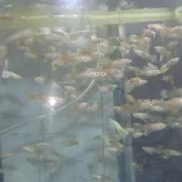 فروش ماهی گوپی وانجل