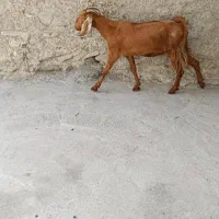 فروش یک بز و یک گیس