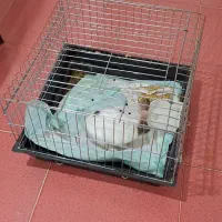 خرگوش|موش و خرگوش|سنندج, |دیوار