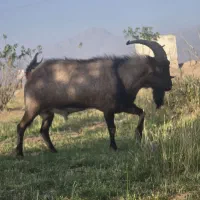 گوسفند نری آلپاین بره قوچ چینی لاکن رومن|حیوانات مزرعه|کرمان, |دیوار