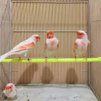 قناری رسمی بلند موزاییکی سرخ رد فاکتور|پرنده|تهران, بهارستان|دیوار